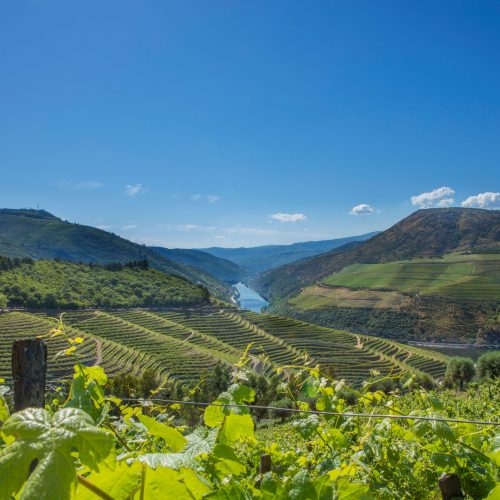 Douro Valley – Grape Harvest Tour